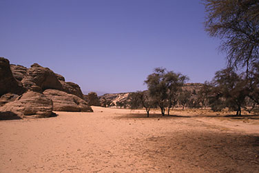 Akazienbäume im oberen Abschnitt des Karkur Talh