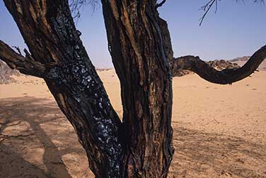 Akazienbäume im oberen Abschnitt des Karkur Talh