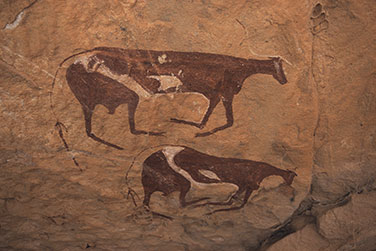 Darstellung von zwei Rindern