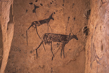 Felszeichnungen mit Rindern