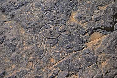 Tinterhert - Felsgravur von Straußen