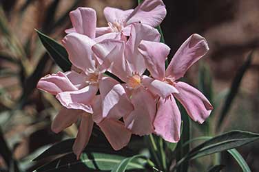 Das Tal von Essendilène - Oleander