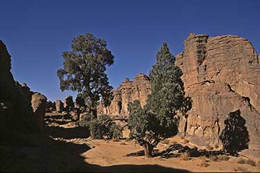 Die Sahara Zypressen von Tamrit