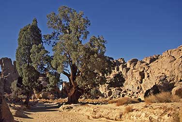 Die Sahara Zypressen von Tamrit